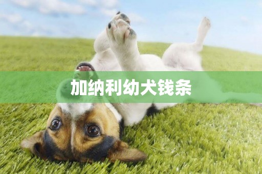 加納利幼犬錢條