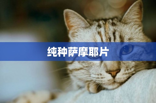 純種薩摩耶片