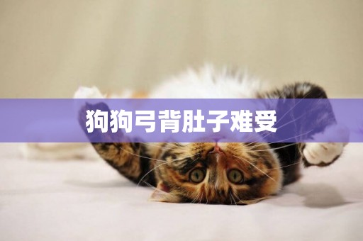 狗狗弓背肚子難受