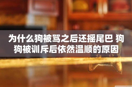 為什么狗被罵之后還搖尾巴 狗狗被訓斥后依然溫順的原因