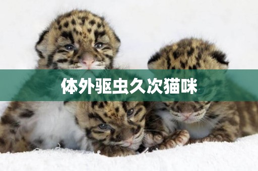 體外驅蟲久次貓咪