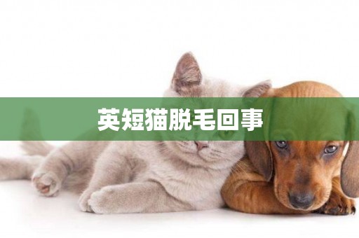 英短貓脫毛回事