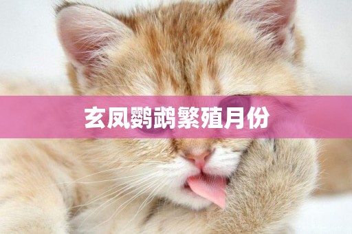 玄鳳鸚鵡繁殖月份