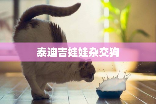 泰迪吉娃娃雜交狗
