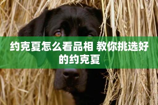 約克夏怎么看品相 教你挑選好的約克夏