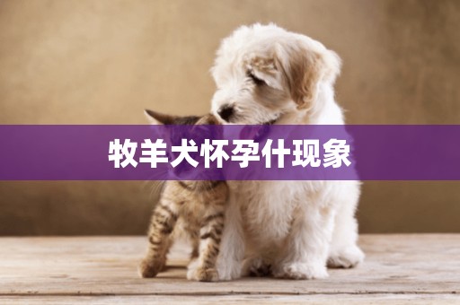 牧羊犬懷孕什現象