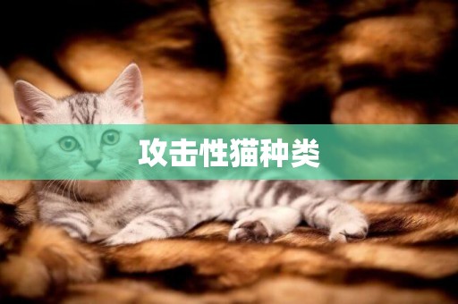 攻擊性貓種類