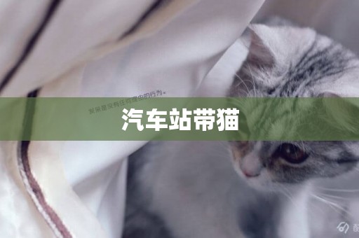 汽車站帶貓