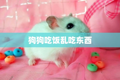 狗狗吃飯亂吃東西