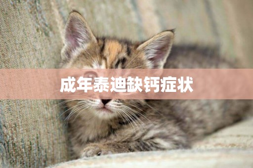 成年泰迪缺鈣癥狀