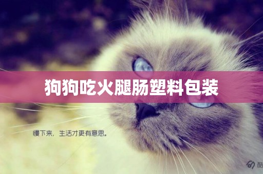 狗狗吃火腿腸塑料包裝