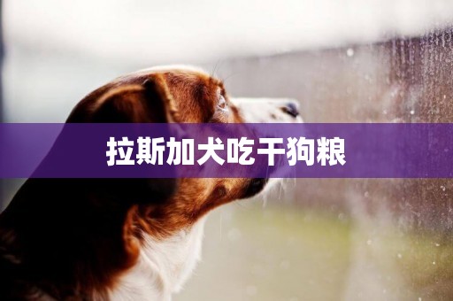 拉斯加犬吃干狗糧