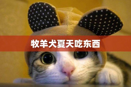 牧羊犬夏天吃東西