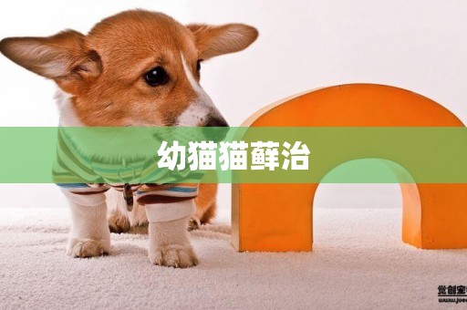 幼貓貓蘚治