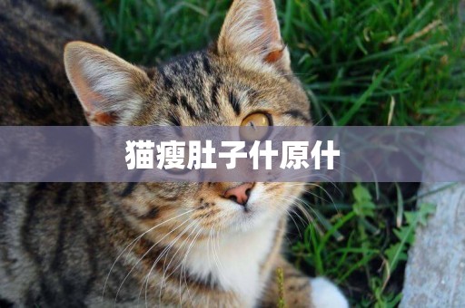 貓瘦肚子什原什