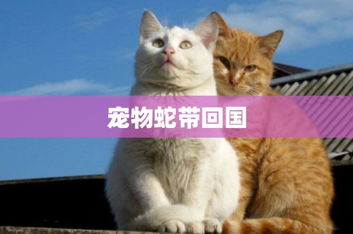 寵物蛇帶回國