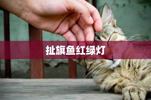 扯旗魚紅綠燈