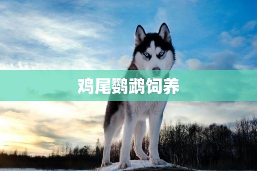 雞尾鸚鵡飼養