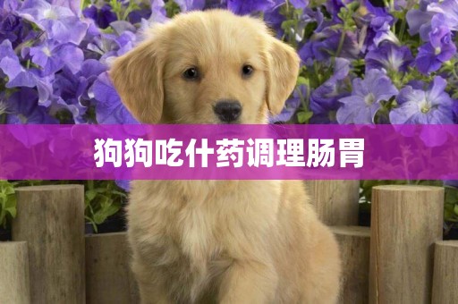 狗狗吃什藥調理腸胃