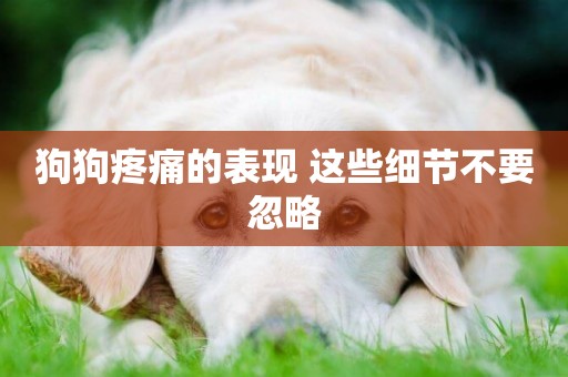 狗狗疼痛的表現 這些細節不要忽略
