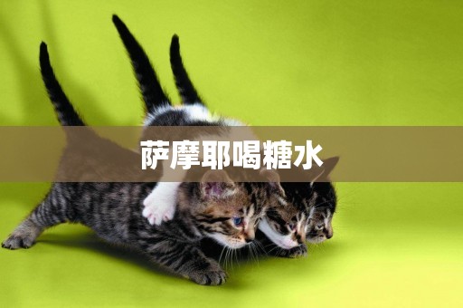 薩摩耶喝糖水
