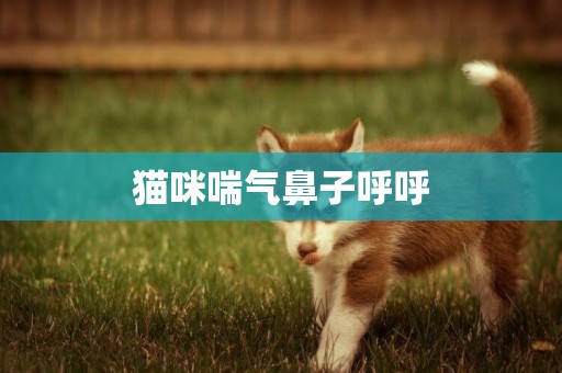 貓咪喘氣鼻子呼呼