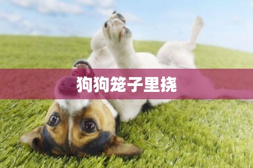 狗狗籠子里撓