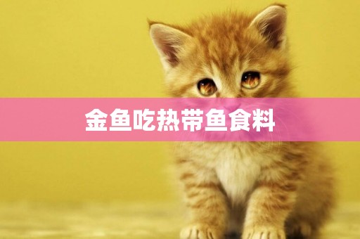 金魚吃熱帶魚食料