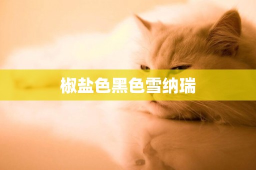 椒鹽色黑色雪納瑞