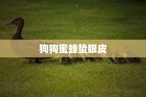 狗狗蜜蜂蟄眼皮