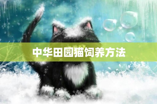 中華田園貓飼養方法