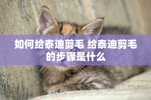 如何給泰迪剪毛 給泰迪剪毛的步驟是什么