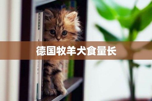 德國牧羊犬食量長