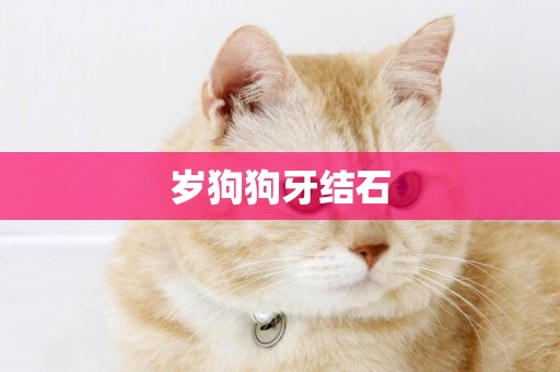 歲狗狗牙結石