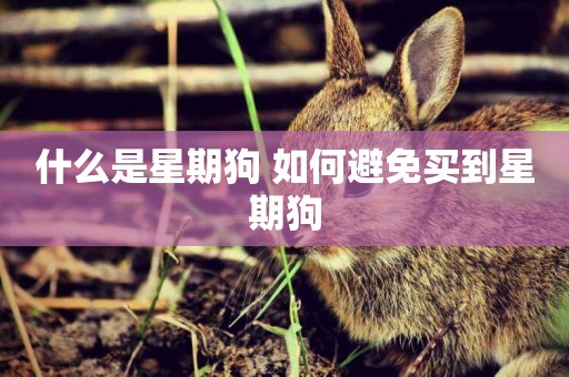 什么是星期狗 如何避免買到星期狗