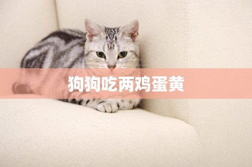狗狗吃兩雞蛋黃