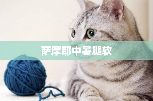 薩摩耶中暑腿軟
