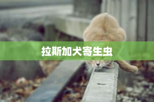 拉斯加犬寄生蟲