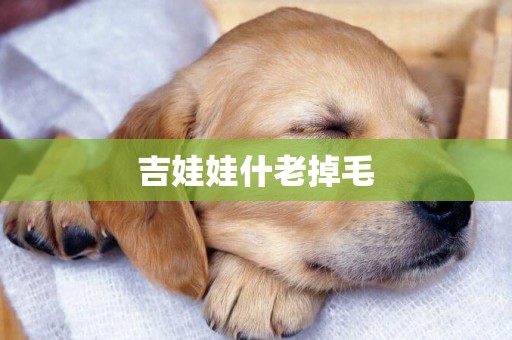 吉娃娃什老掉毛