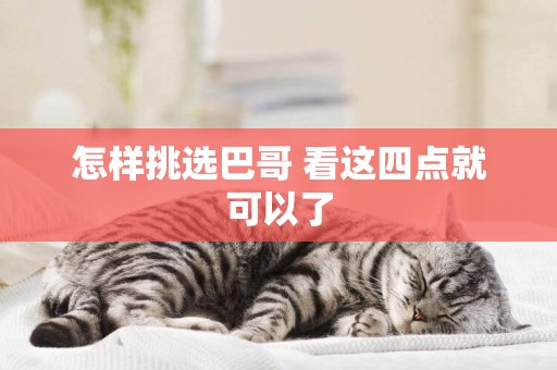 怎樣挑選巴哥 看這四點就可以了 怎樣挑選巴哥 看這四點就可以了