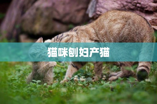 貓咪刨婦產貓