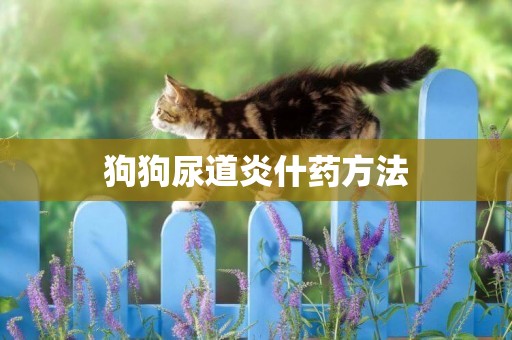 狗狗尿道炎什藥方法