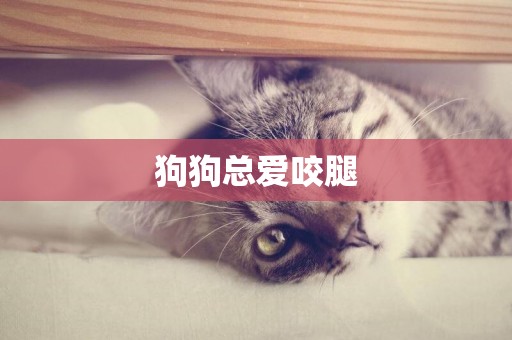 狗狗總愛咬腿