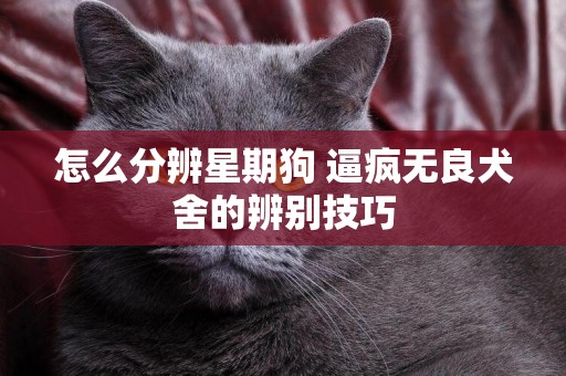 怎么分辨星期狗 逼瘋無良犬舍的辨別技巧