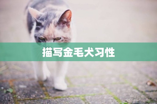 描寫金毛犬習性