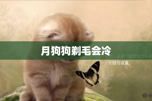 月狗狗剃毛會冷
