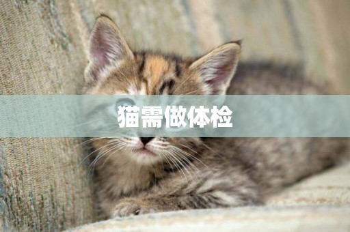 貓需做體檢