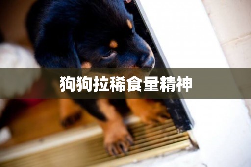 狗狗拉稀食量精神