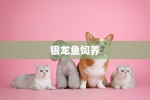 銀龍魚飼養
