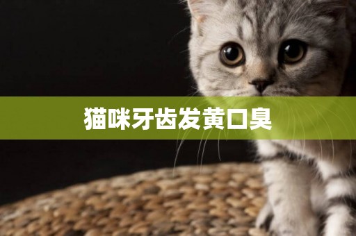 貓咪牙齒發黃口臭
